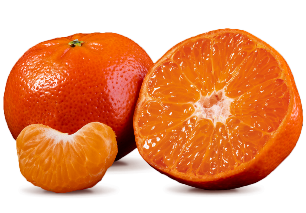 Citrus Exporters - nadorcott 1 - South African Fruit Export